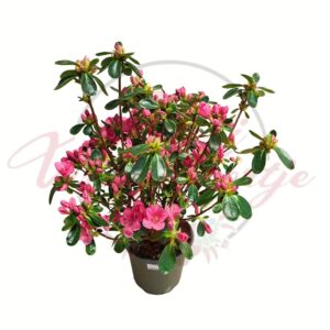 Virágzó japán azálea ‘Vuyck’s Scarlet’ cserépben – Azalea japonica