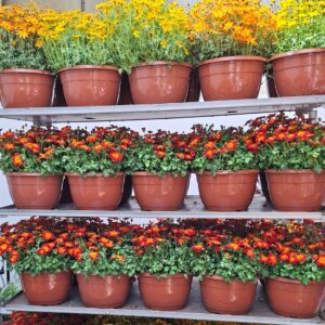 Balkon aranya virágok több színben polcos állványon – Bidens ferulifolia