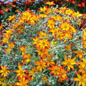 Narancs-sárga Balkon aranya virágok közeli fotón – Bidens ferulifolia