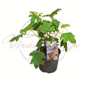 Bordó levelű tölgylevelű hortenzia – Hydrangea quercifolia ‘Burgundy’