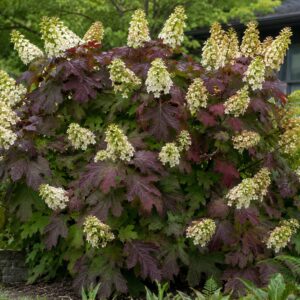 Kifejlett bordó levelű tölgylevelű hortenzia kertben – Hydrangea quercifolia ‘Burgundy’