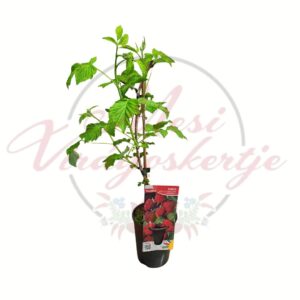 Bőtermő korai málna – Rubus idaeus ‘Malling Promise’ cserepes gyümölcstermő málna növény webshopos fotón