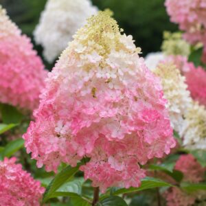 Bugás hortenzia ‘Pink & Rose’ virágzata közeli fotón – Hydrangea paniculata