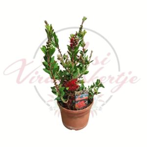 Vörös kefevirág ‘Splendens’ cserépben – Callistemon citrinus