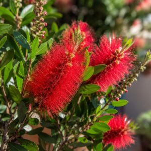 Virágzó vörös kefecserje, Callistemon citrinus ‘Splendens’ közeli fotón