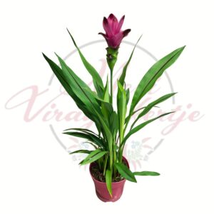 Rózsaszín sziámi tulipán – Curcuma alismatifolia cserepes virágzó növény fehér háttéren