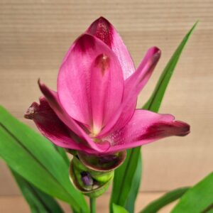 Rózsaszín sziámi tulipán virága – Curcuma alismatifolia közeli fotó