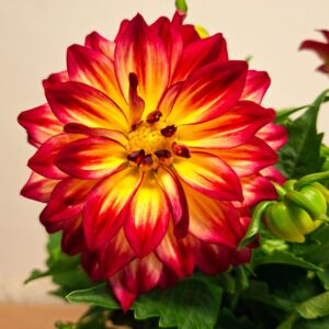 piros sárga dália virág közelről Dahlia