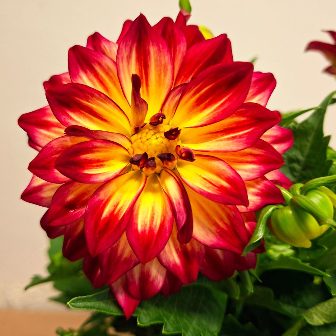 piros sárga dália virág közelről Dahlia