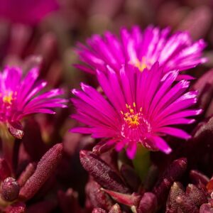 lila kristályvirág Delosperma Dancer Purple közeli virágfotó