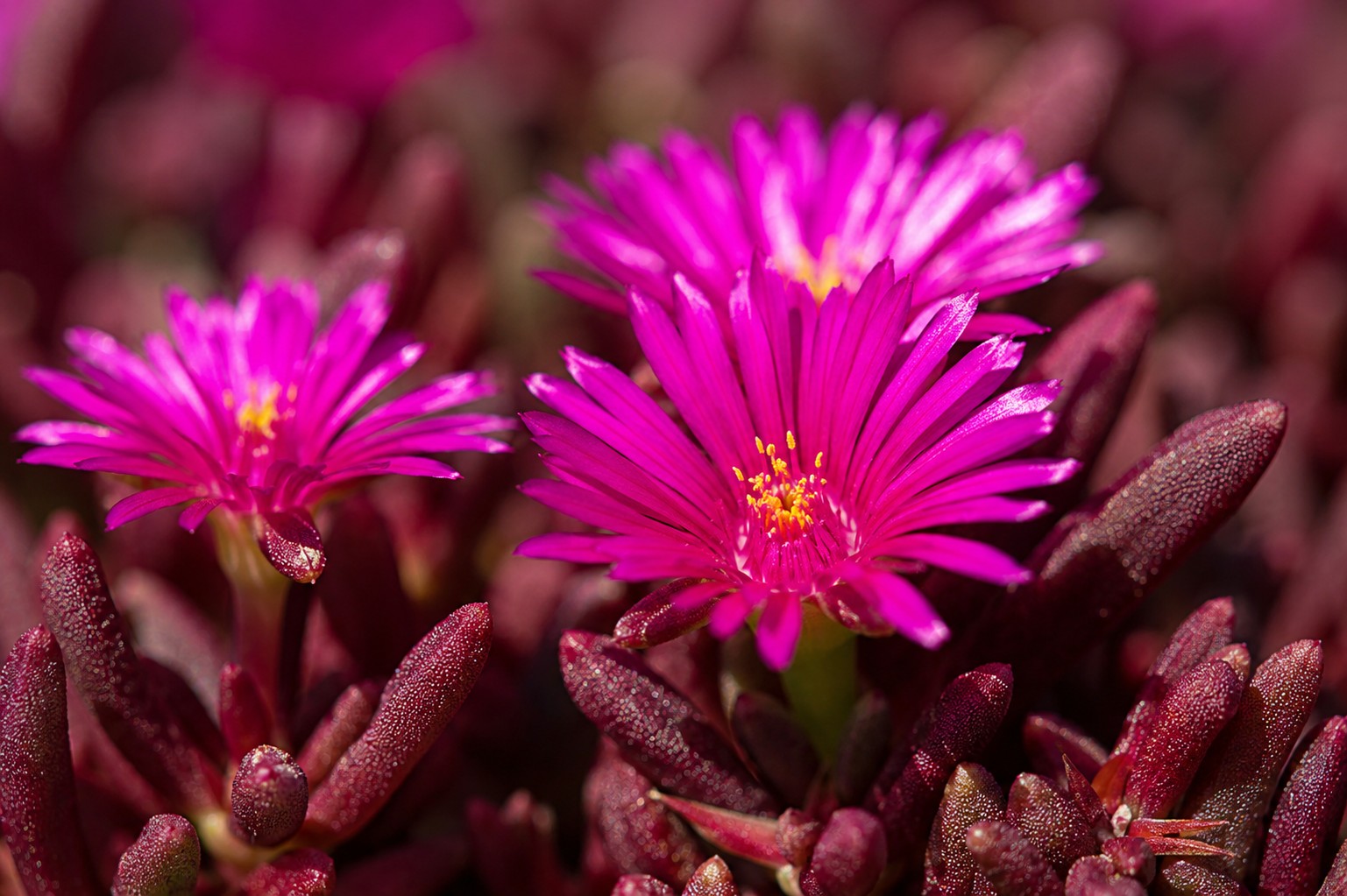 lila kristályvirág Delosperma Dancer Purple közeli virágfotó