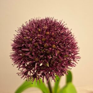 Bordó díszhagyma Allium Ostara gömb alakú virágzatának közeli fotója