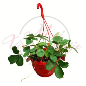 Földieper függőcserépben – Fragaria × ananassa termésekkel