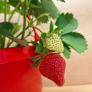 Érő földieper termések közelről – Fragaria × ananassa