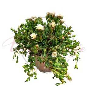 Fehér virágú kristályvirág, Delosperma cooperi pozsgás évelő növény