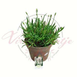 Fehér virágú levendula cserépben – Lavandula angustifolia Alba