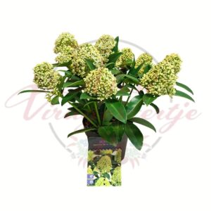 Fehér bimbós japán dérbabér – Skimmia japonica ‘White Globe’