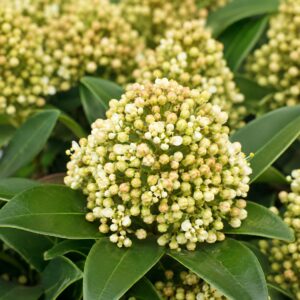 Virágzó fehér bimbós skimmia közeli képe – Skimmia japonica ‘White Globe’