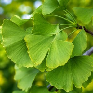 Japán páfrányfenyő levelei közeli makró fotón – Ginkgo biloba különleges legyező alakú lombbal
