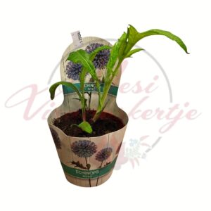 Kék gömbbogáncs Echinops ritro cserepes évelő növény