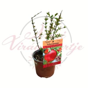 Parfianca gránátalma – Punica granatum ‘Parfianca’ gyümölcstermő növény cserépben