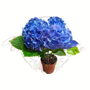 Kék virágú kerti hortenzia 13 cm-es cserépben