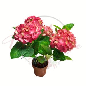 Pink-tarka virágú kerti hortenzia 13 cm-es cserépben