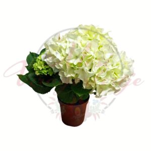 Fehér virágú kerti hortenzia 9 cm-es cserépben, dús gömbvirágzattal
