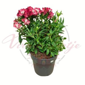Rózsaszín virágú inkaliliom cserépben – Alstroemeria hybrida