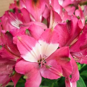 Rózsaszín inkaliliom virág közeli fotón – Alstroemeria hybrida