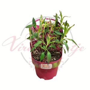 Rózsaszín virágú kerti inkaliliom cserépben – Alstroemeria Summer Paradise Pink