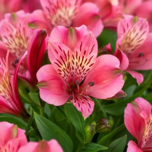 Rózsaszín virágú inkaliliom közeli fotója – Alstroemeria Summer Paradise Pink