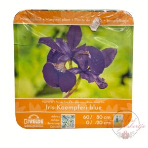 Iris kaempferi blue lila virágú mocsári nőszirom kerti tó mellett