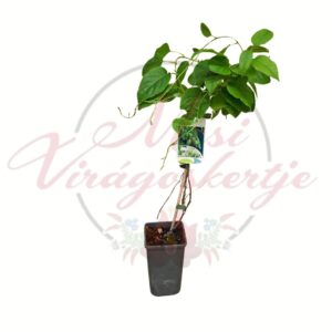 Issai mini kiwi – Actinidia arguta ‘Issai’ öntermékeny kiwi növény cserépben