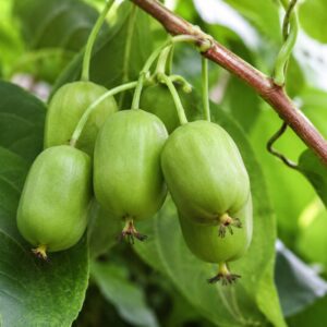 Issai mini kivi termései közelről – Actinidia arguta ‘Issai’