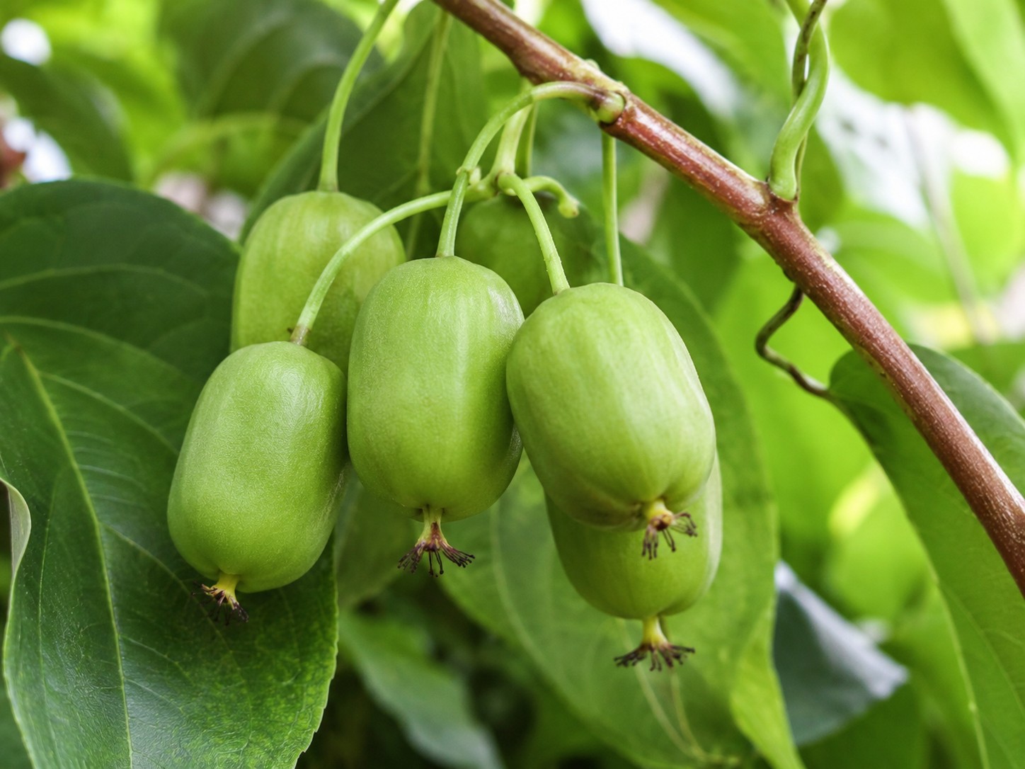 Issai mini kivi termései közelről – Actinidia arguta ‘Issai’