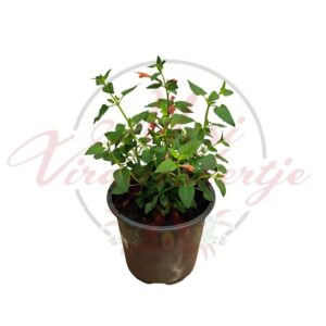 virágzó izsópfű Agastache narancsos virágú cserepes évelő növény