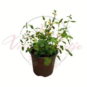 virágzó izsópfű Agastache sárga virágú cserepes évelő növény