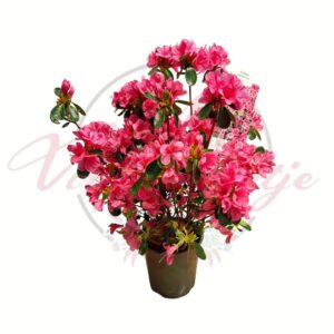 Japán azálea Conny rózsaszín virágokkal, Rhododendron obtusum