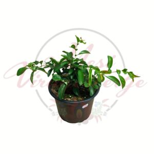 Japánbirs – Chaenomeles japonica cserepes díszcserje webshopos termékfotón