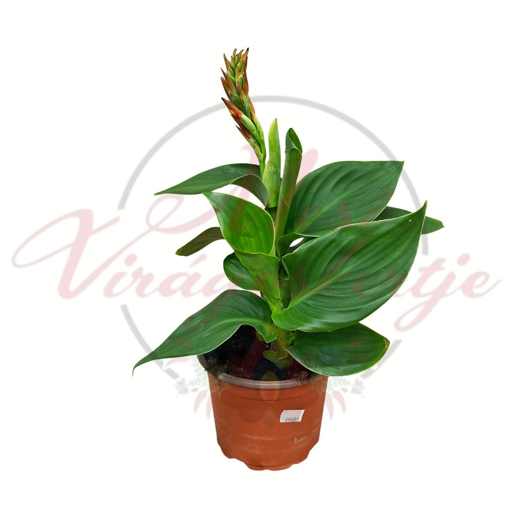 Kánna virág – Canna indica cserepes egzotikus dísznövény zöld levelekkel