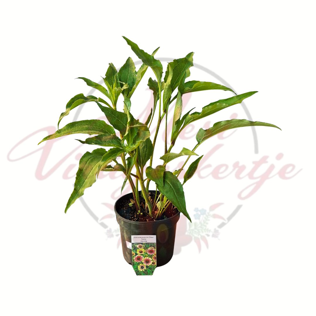 Kétszínű kasvirág - Echinacea purpurea 'Green Twister' cserepes évelő dísznövény