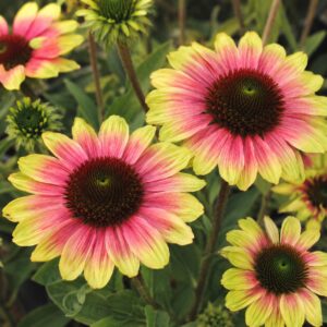 Kétszínű kasvirág - Echinacea purpurea 'Green Twister' zöld-rózsaszín virágainak közeli fotója