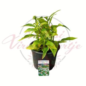 Fehér kasvirág - Echinacea purpurea 'PowWow White' cserepes évelő dísznövény