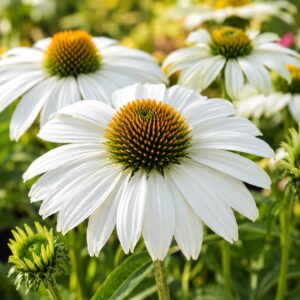 Fehér kasvirág - Echinacea purpurea 'PowWow White' virágának közeli fotója kerti környezetben