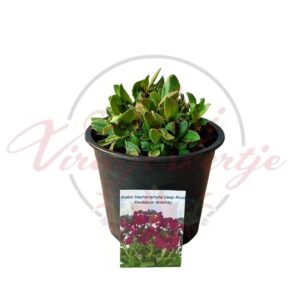 Sötétrózsaszín kaukázusi ikravirág - Arabis blepharophylla 'Deep Rose' cserepes évelő növény