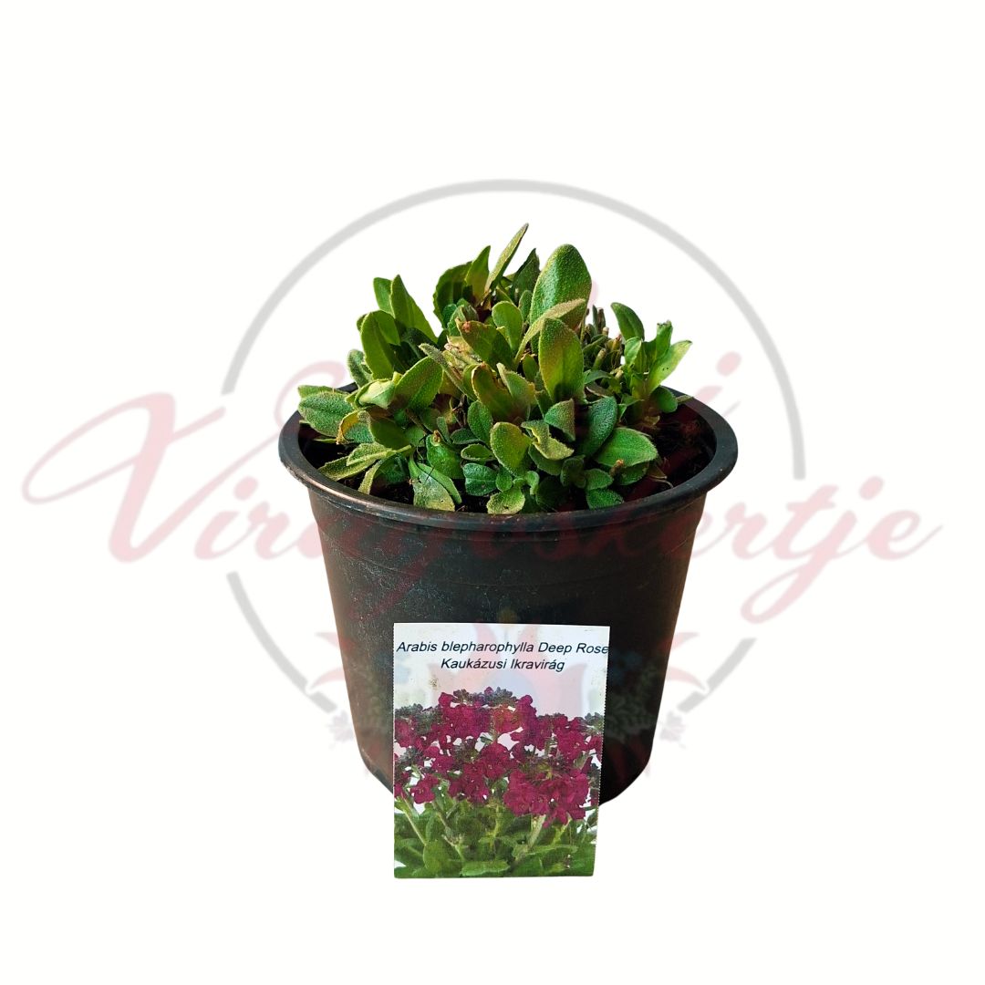 Sötétrózsaszín kaukázusi ikravirág - Arabis blepharophylla 'Deep Rose' cserepes évelő növény