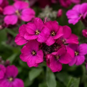 Sötétrózsaszín kaukázusi ikravirág - Arabis blepharophylla 'Deep Rose' virágainak közeli fotója