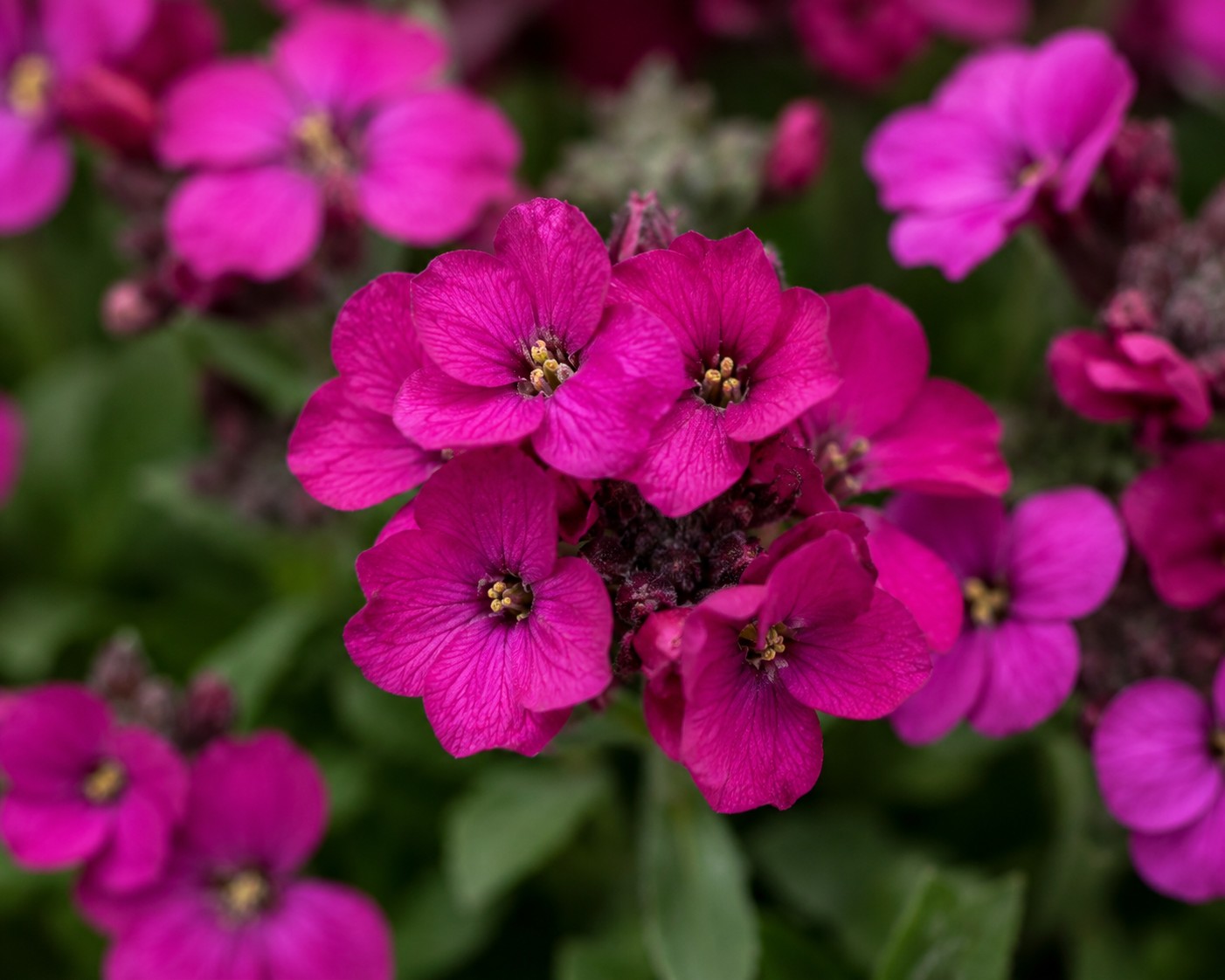 Sötétrózsaszín kaukázusi ikravirág - Arabis blepharophylla 'Deep Rose' virágainak közeli fotója