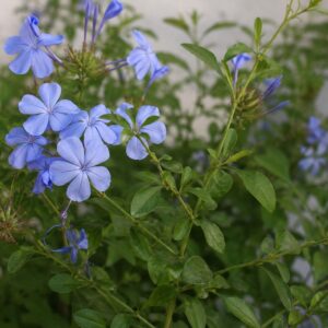 Plumbago auriculata kék csatavirág közeli virágfotó természetes levelekkel